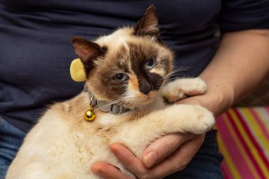 Altın zilli şirin siyam kedisi, bir kadının kucağında duruyor. 