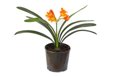 Minyatür klivata portakal çiçeği beyaza izole edilmiş.  