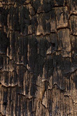 Yanmış ahşap tahta, yanmış siyah kereste desenli pankart ve altın çizikler., 