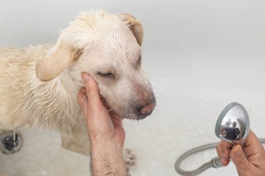 Akan bir duş başlığıyla bej bir kürk köpeğini yıkayan bir erkek el. 