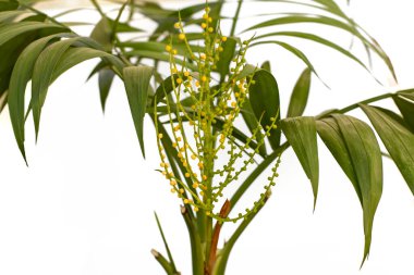 Areca saksısı bitki aşılama, beyaz arka planda izole edilmiş. 