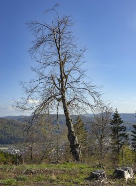 Mavi gökyüzüne karşı dağların tepesinde yalnız bir ağaç. 