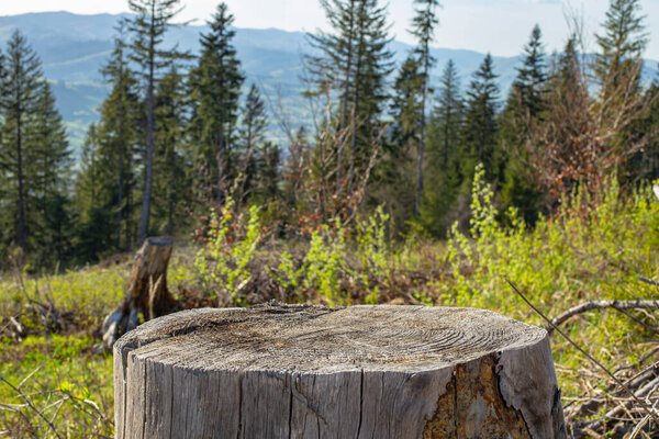 Dried tree stump in the forest with fir trees and mountains defocused in the background 