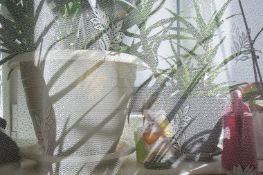 Pencere perdelerine bakın, saksılı aloe vera bitkisi, güneş ışığı ve gölgeler, soyut arkaplan