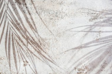 Yıpranmış çimento duvarında egzotik palmiye yaprakları gri duvar kaplaması, bitki silueti dokusu, soyut çözünmüş arka plan  