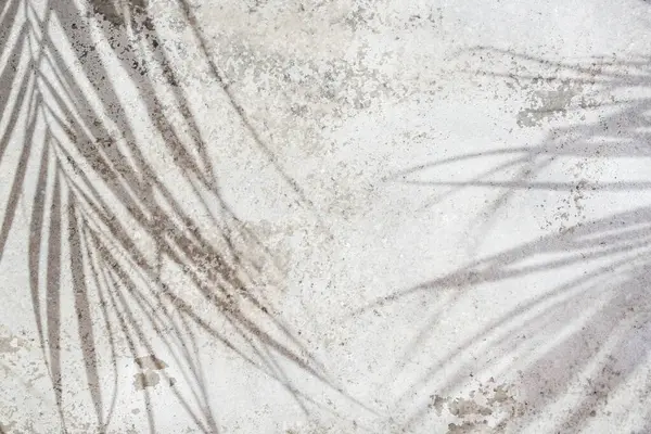 Yıpranmış çimento duvarında egzotik palmiye yaprakları gri duvar kaplaması, bitki silueti dokusu, soyut çözünmüş arka plan  