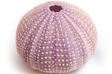 Mor deniz kestanesi kabuğu üst görünümü beyaz arkaplanda izole, yumuşak odak  