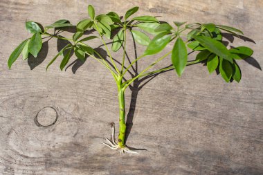 Schefflera Houseplant ahşap masa arkasını eşeliyor, saksıya hazır. 