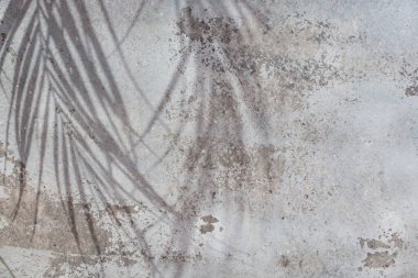 Yıpranmış çimento duvarında egzotik palmiye yaprakları gri duvar kaplaması, bitki silueti dokusu, soyut çözünmüş arka plan 