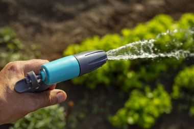 Elinde sulama tabancası hortumuyla marulu suluyor.  