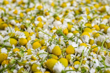 Birçok hasat edilen papatya çiçeği, tam kare yumuşak odak 