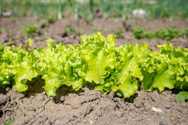 Bahçe toprağında küçük bir sıra, büyümeye yakın.  
