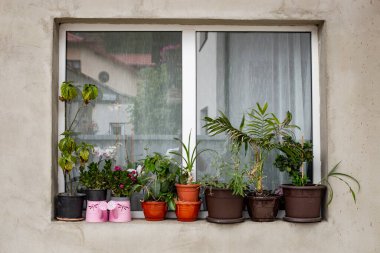 Tadilata giden bir evin pencere rafına saksı bitkisi koymuşlar., 