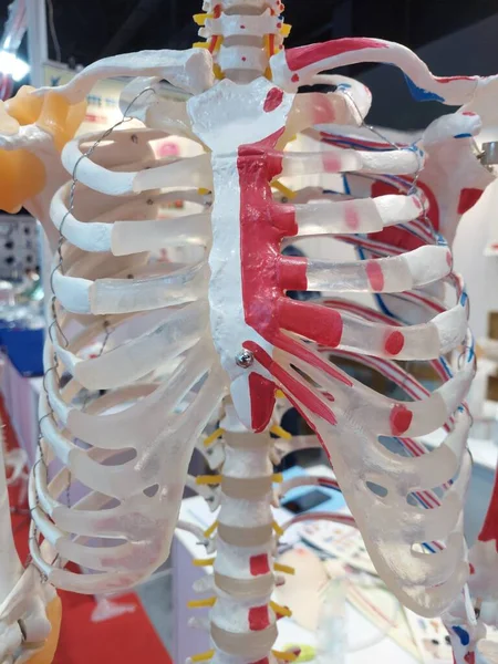 Göğüs kafesi, manken betimlemesi, kaburga kemikleri, kas kıkırdakları, yüzen kaburgalar ve omuz eklemleri, çoğunlukla tıbbi, hemşirelik ve ayyaş öğrencilerin anatomik çalışmaları için kullanılır.