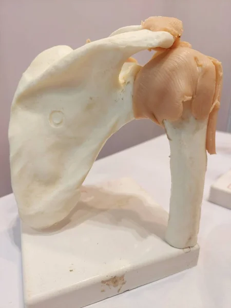İnsan omuz eklemi, kürek kemiği, humerus ve kapsül bağları ve deltoid bağlarını gösteriyor, temel olarak tıp bilimi ve hemşirelik kullanılan bir model.