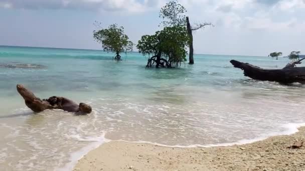アンダマンニコバル諸島のインド洋 海の波はニール諸島のラクサマンプールビーチを暖めるマングローブの木を通って来ています この地域はワニゾーンとして観光客に警告されます — ストック動画