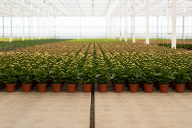 Sıraya dizilmiş yeşil sağlıklı yeşilliklere sahip kil saksı bitkilerinin kapalı manzarası