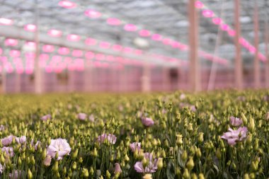 Closeup view of pink flowers blooming in a greenhouse with artificial pink lighting clipart