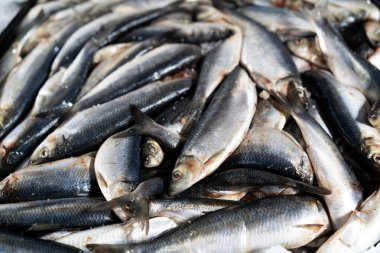 Dondurulmuş taze sardalyalar, deniz ürünleri aşıkları için kalitelerini ve tazeliklerini ön plana çıkarıyor.