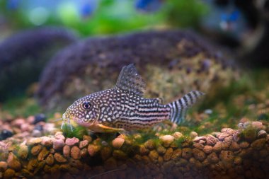 sterby cuirass on a gravel substrate against a background of stone overgrown with algae clipart