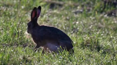 Avrupa tavşanı çayırda ot ve ot yer. Güneşli güzel bir sabah havası. Çimlerin üzerindeki çiy gün ışığında parıldıyor..