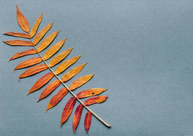 Zeytin yeşili arka planda kuru altın yapraklı dal. Tropikal konsept. Sonbahar kompozisyonu. Düz konum, üst görünüm, kopyalama alanı.