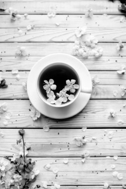 Beyaz çay fincanı ve gri ahşap arka planda bahar kayısı çiçeği. Genel manzara, plaka. Taşralı. Uzayı kopyala Siyah beyaz fotoğrafçılık. Tek Renkli.