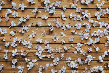 Beyaz kayısı çiçekleri kahverengi kırsal ahşap arka planda yatar. Bahar konsepti, üst manzara.