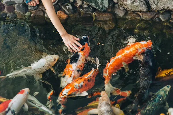 Feeding Hungry Funny Koi Carps Pond Boy Trying Stroke Fish — Stock Photo, Image