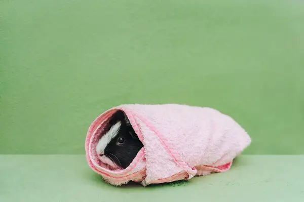 Three Colored Guinea Pig Green Couch Wrap Pink Towel Swimming — Stock Photo, Image