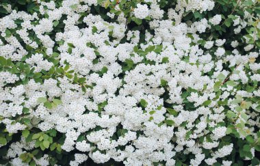 İlkbaharda yeşil yaprakları ve küçük beyaz çiçekleri olan çalı yaprağının güzel dalları. Çiçek arkaplan. Bahar kokusu.