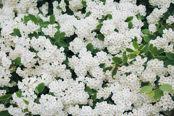 Beautiful Flowering Branch Bush Spirea Green Leaves Little White Flowers — Stock Photo, Image