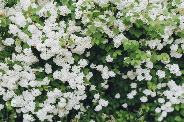 Early Spring Plants First Flowers Beautiful Flowering Branch Bush Spirea — Stock Photo, Image