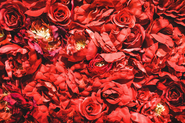 Background of red flowers. Many roses. Texture. Peonies. Close-up. Decor.