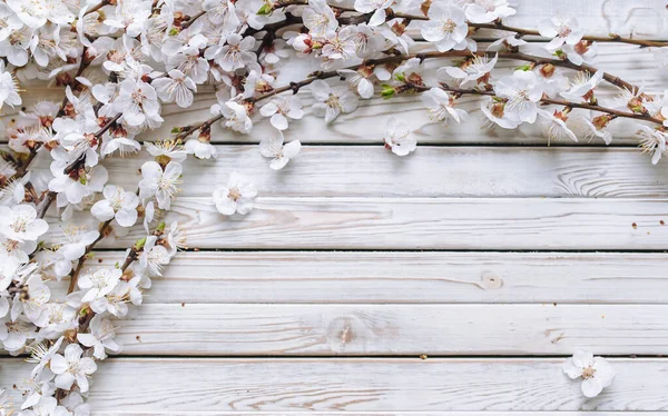 Beyaz ahşap arka planda çiçek açan kayısıların dallarında taze bahar çiçekleri. Sakura. Boşluğu kopyala, üst görünüm.