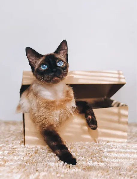 Siamese Cat Hides Box Cat Games Eyes Looking Comfort Zone Stock Image