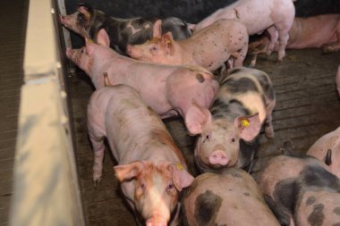 Çiftlikteki domuzlar kameraya bakıyor.