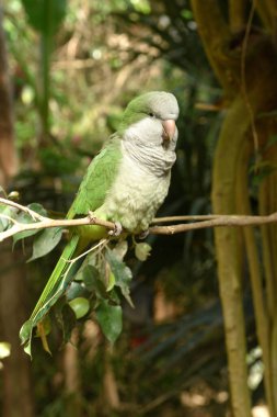 Arjantin papağanı ağaç dalında