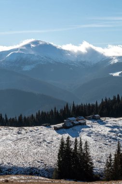winter landscape with snow-covered pine forest, Hoverla mountain, Carpathians