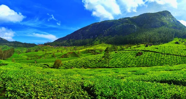 Чайные Плантации Индии — стоковое фото