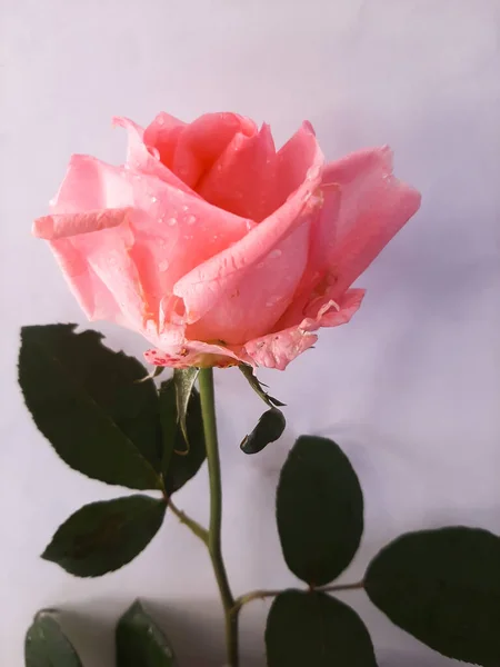 Rózsaszín Rózsa Egy Száron Zöld Levelek Egy Könny&u