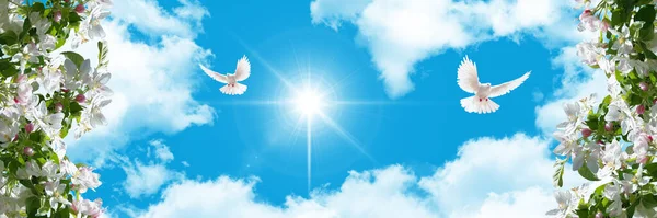 Panoramic horizontal sunny sky with two flying white pigeons and newly blooming tree branches. ceiling decoration image. Bottom-up view of the sky. Suitable for high quality digital printing.