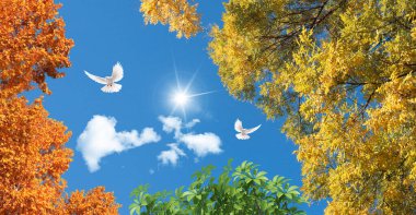 White doves flying in the sunny blue sky. Yellow, green and orange color tree leaves. Autumn season. 3d stretch ceiling decoration pattern.