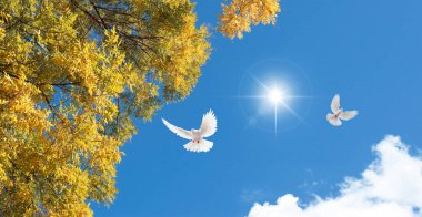 Pigeons flying in the sky. Orange colored tree leaves in autumn season. Autumn season sky view. It can be used for stretch ceiling decoration.