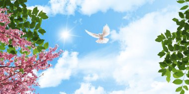 White dove flying among pink cherry blossoms and green tree leaves.