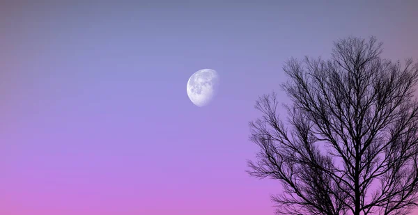 Leafless withered tree branches. Fantastic pastel colored sky and rising moon