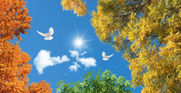 White doves flying in the sunny blue sky. Yellow, green and orange color tree leaves. Autumn season. 3d stretch ceiling decoration pattern.