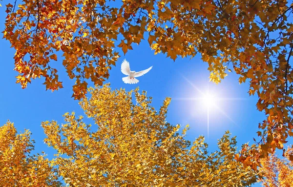 The sun shining through the yellowed leaves. Flying white dove. Autumn background. Bottom up view of the sky