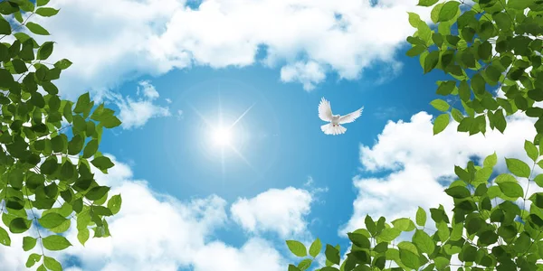 Stretch ceiling sky model. White dove flying among green tree leaves. bottom up view sunny sky.