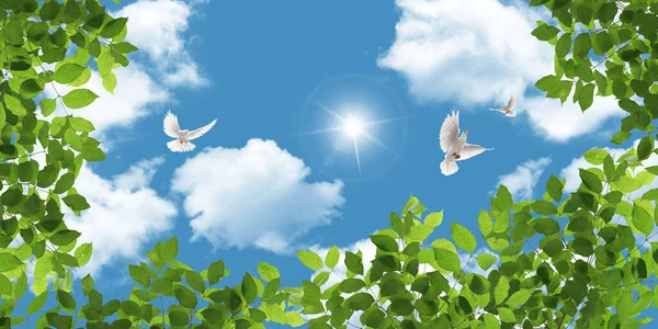 White doves flying among green tree leaves. Bottom up view of sunny sky and treetops in spring season
